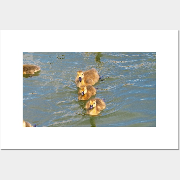 Three Canada Goose Goslings Swimming Together Wall Art by BackyardBirder